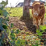 Waldzauber Wellness Dtv Geprueft Keine Monteur Apartman